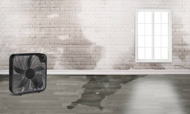 Best Basement water damage restoration  in Hill N Dale, FL